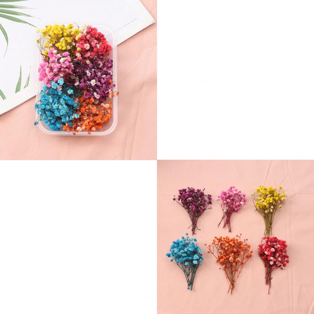 Doğal çiçekler Diy kurutulmuş  - Dried Flower Bulk incelemesi ve fiyatı