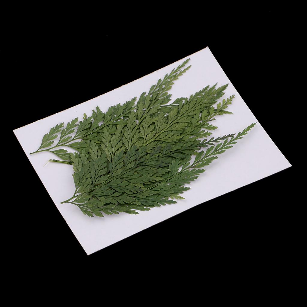Dekoratif Doğal Preslenmiş Yap - Dried Flower Bulk incelemesi ve fiyatı