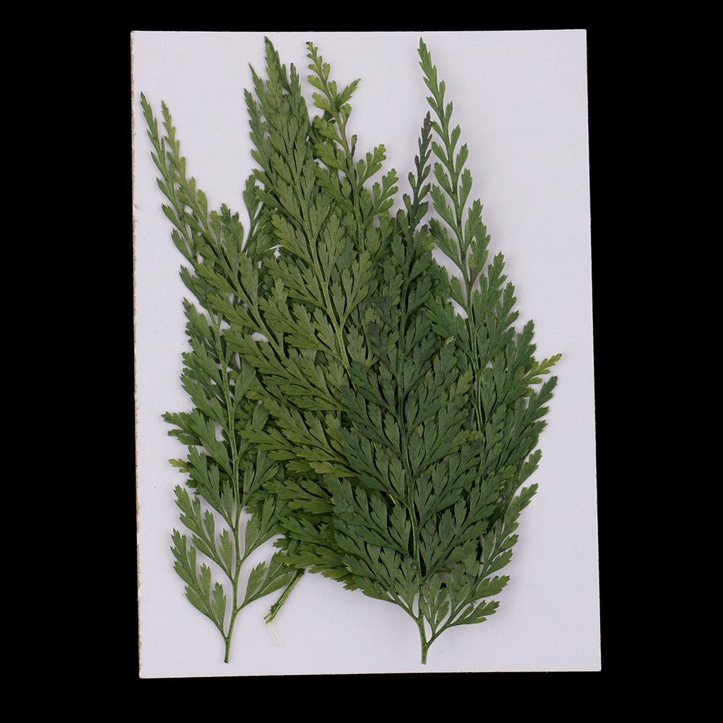 Dekoratif Doğal Preslenmiş Yap - Dried Flower Bulk incelemesi ve fiyatı