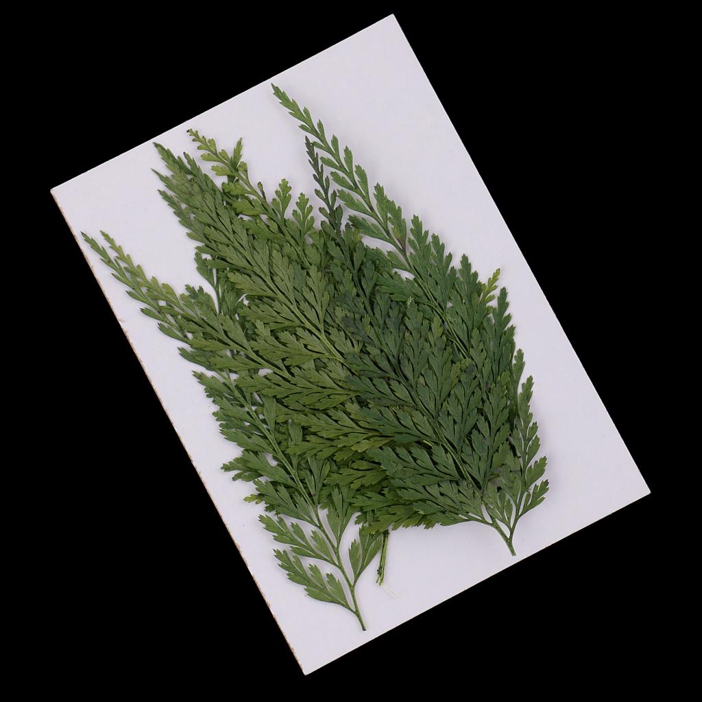 Dekoratif Doğal Preslenmiş Yap - Dried Flower Bulk incelemesi ve fiyatı