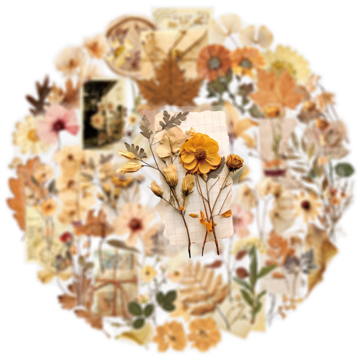 50 Adet Şeffaf Kurutulmuş Çiçe - Dried Flower Bulk incelemesi ve fiyatı